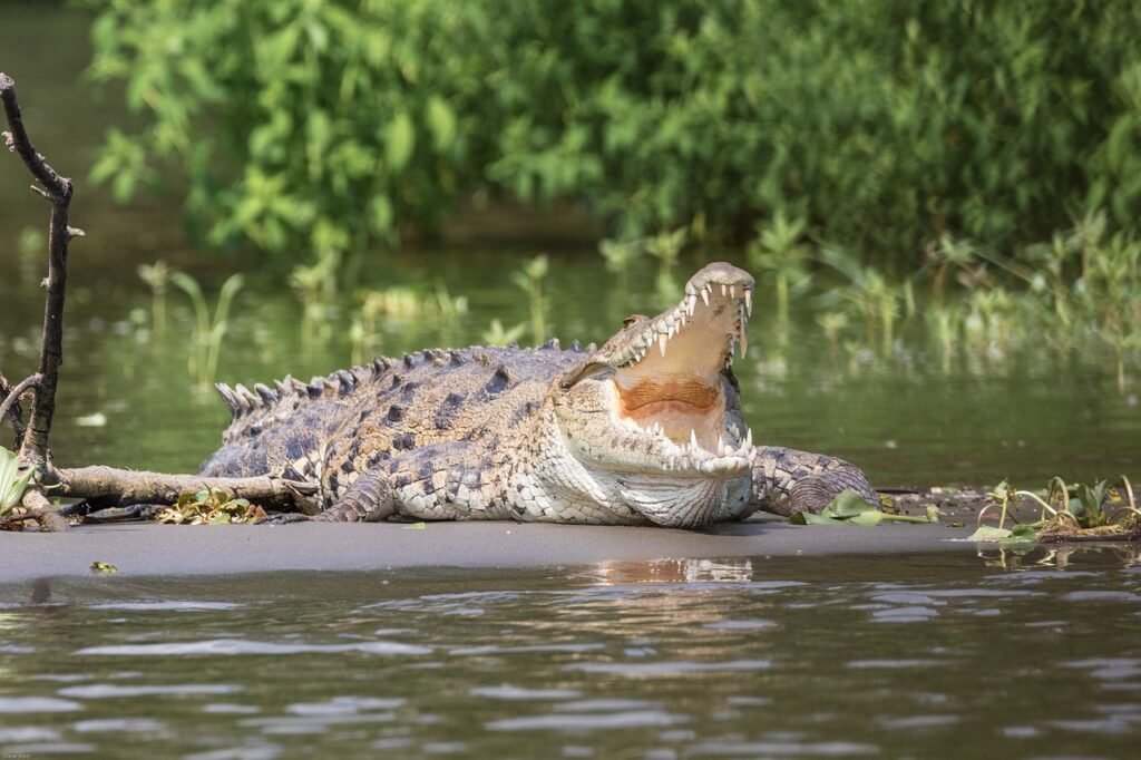 alligator dad jokes