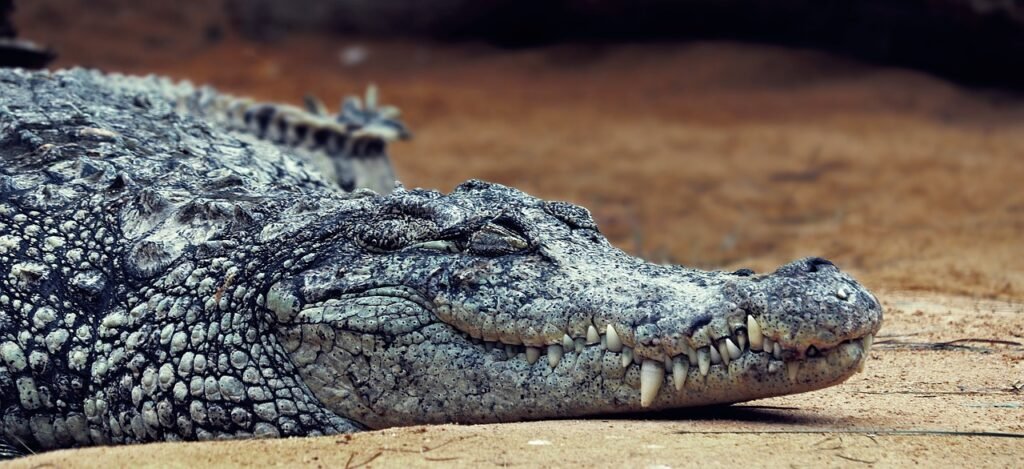 joke funny crocodile jokes