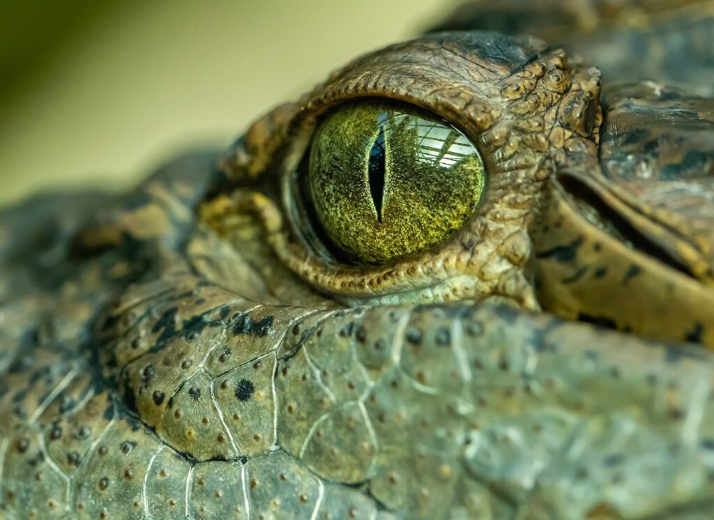 crocodile puns