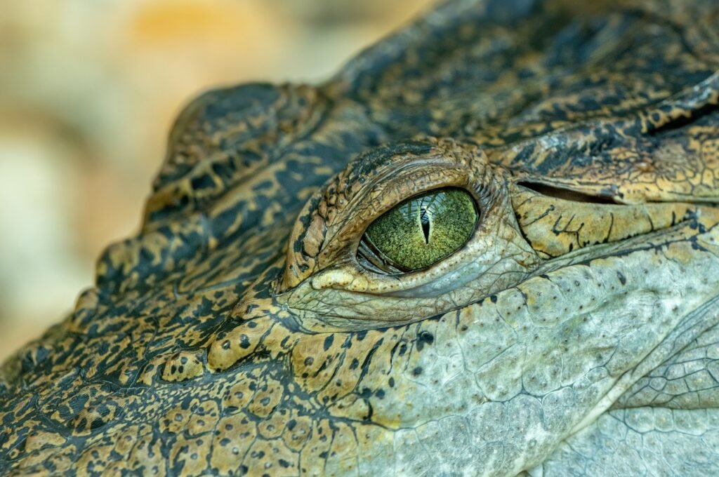 crocodile jokes
