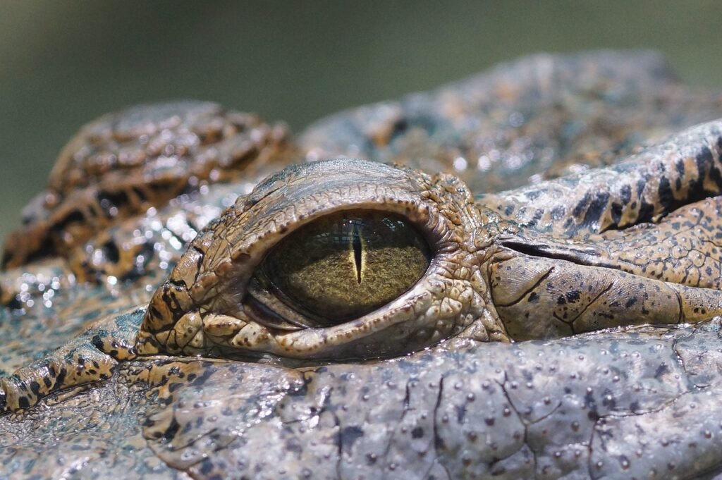 crocodile pun