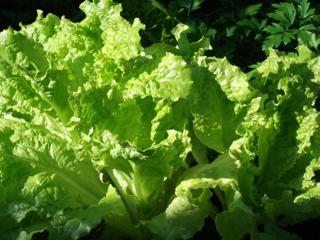 lettuce joke