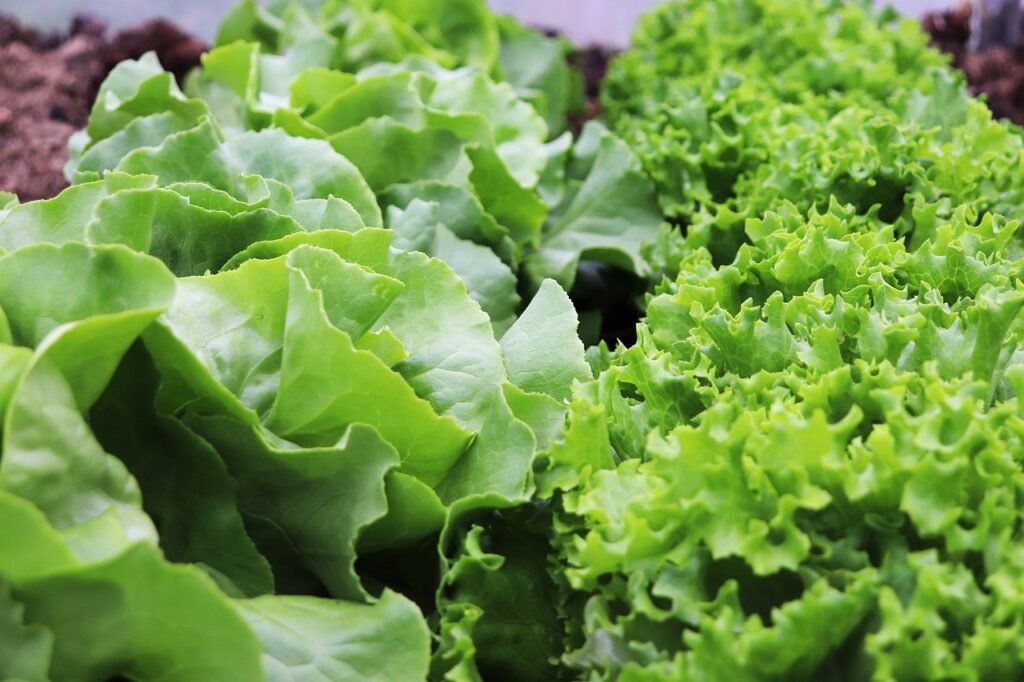 jokes about salad
