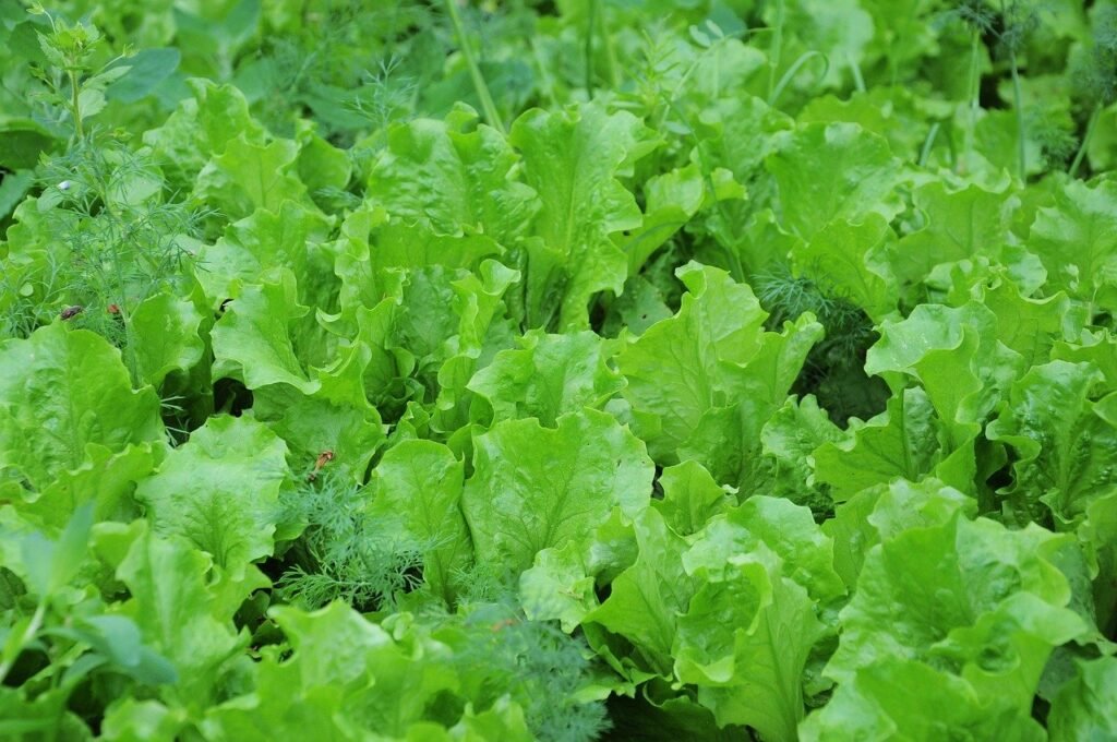 lettuce funny