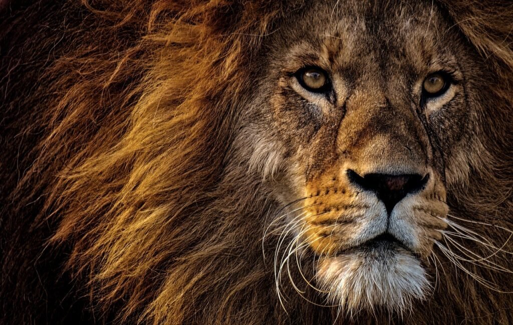 lion puns
