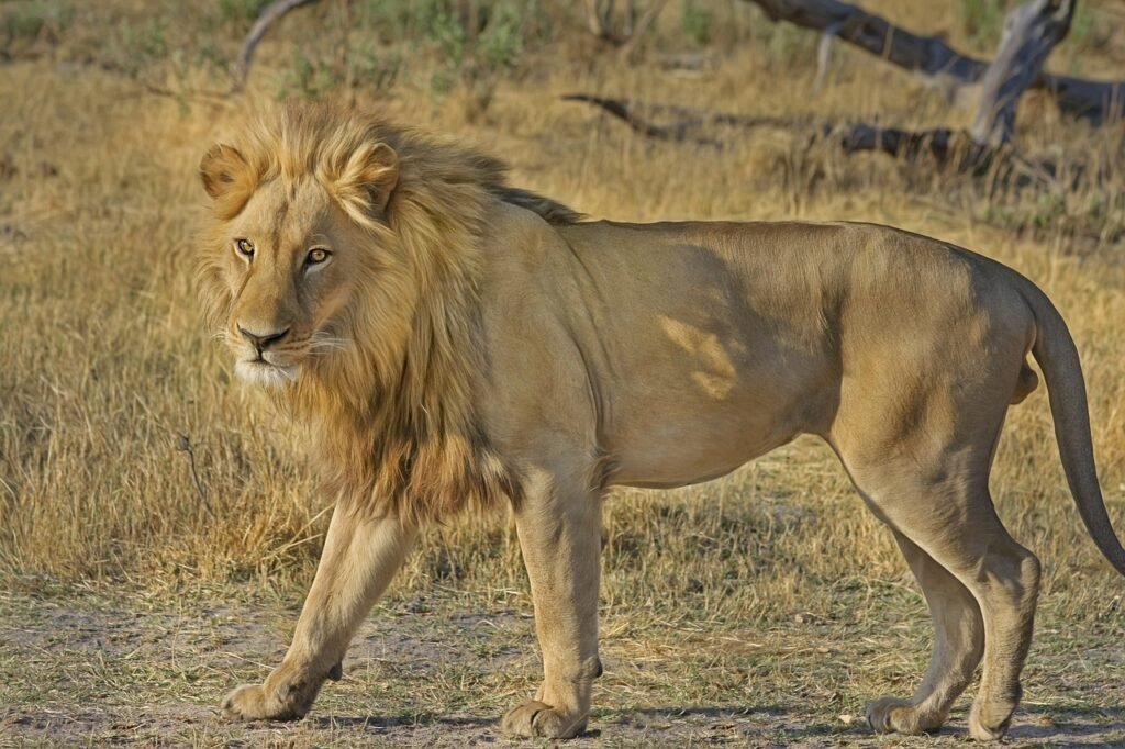 lion play on words