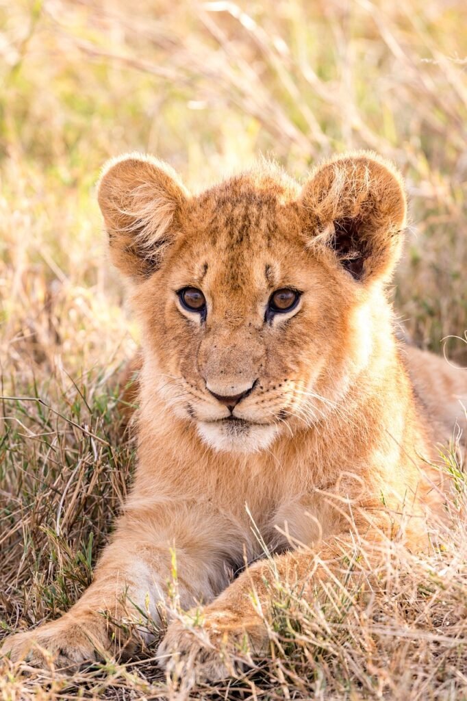 lion jokes for adults