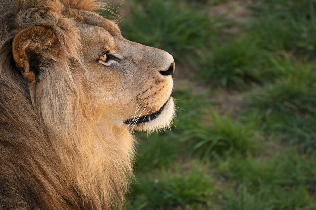puns about lions