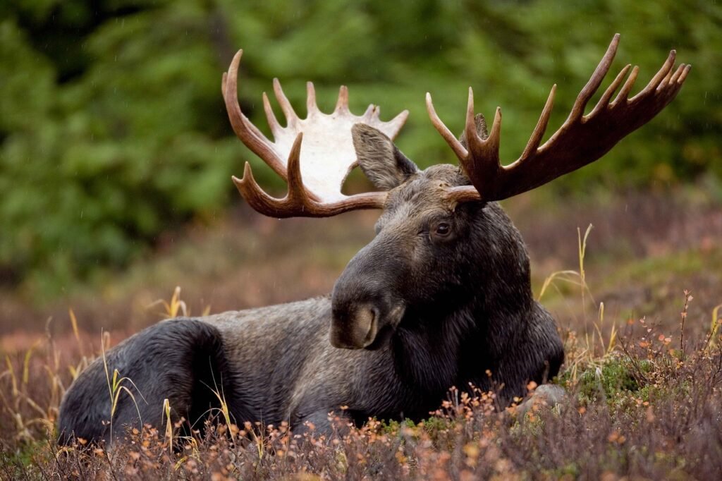 moose puns
