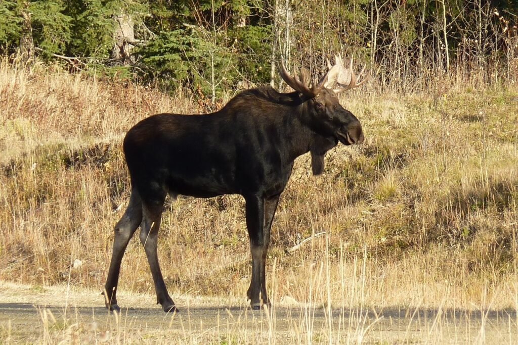 moose jokes