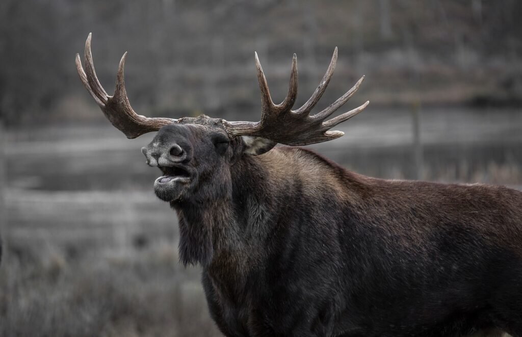 moose puns