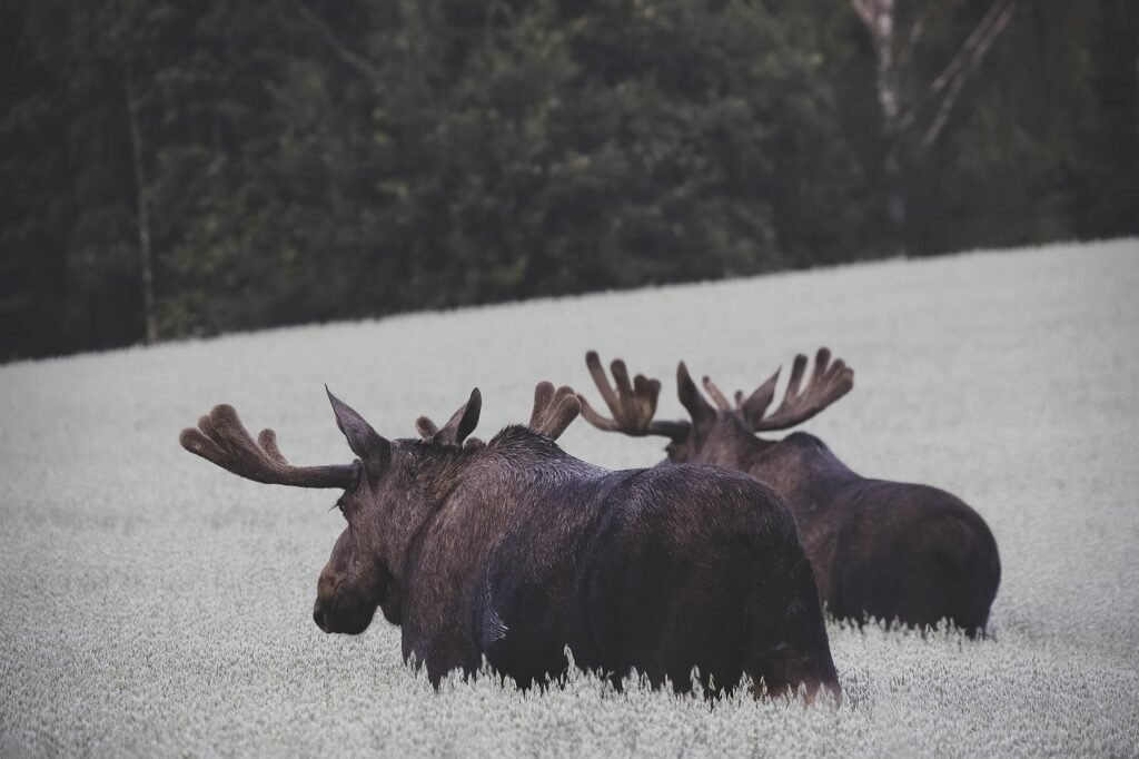 moose puns