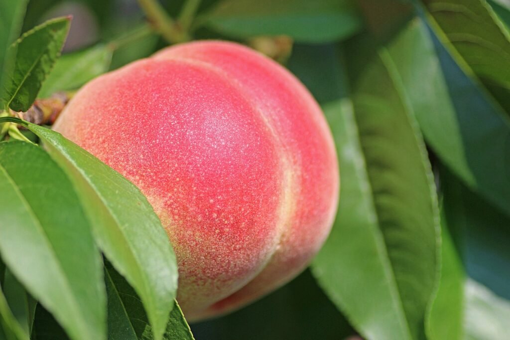 peach puns