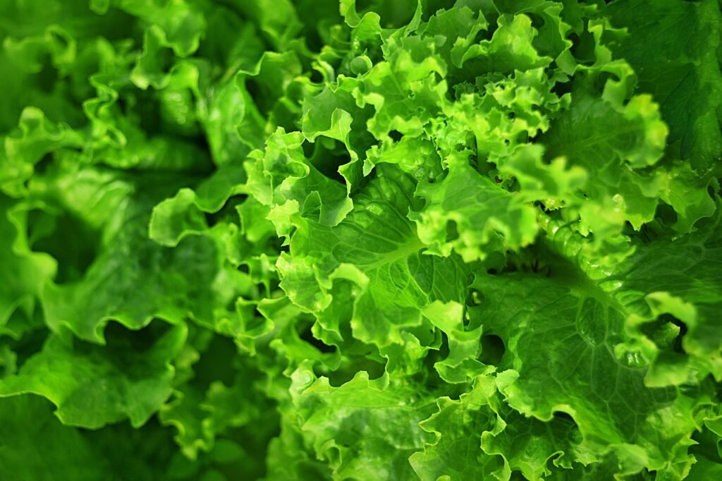 jokes about lettuce