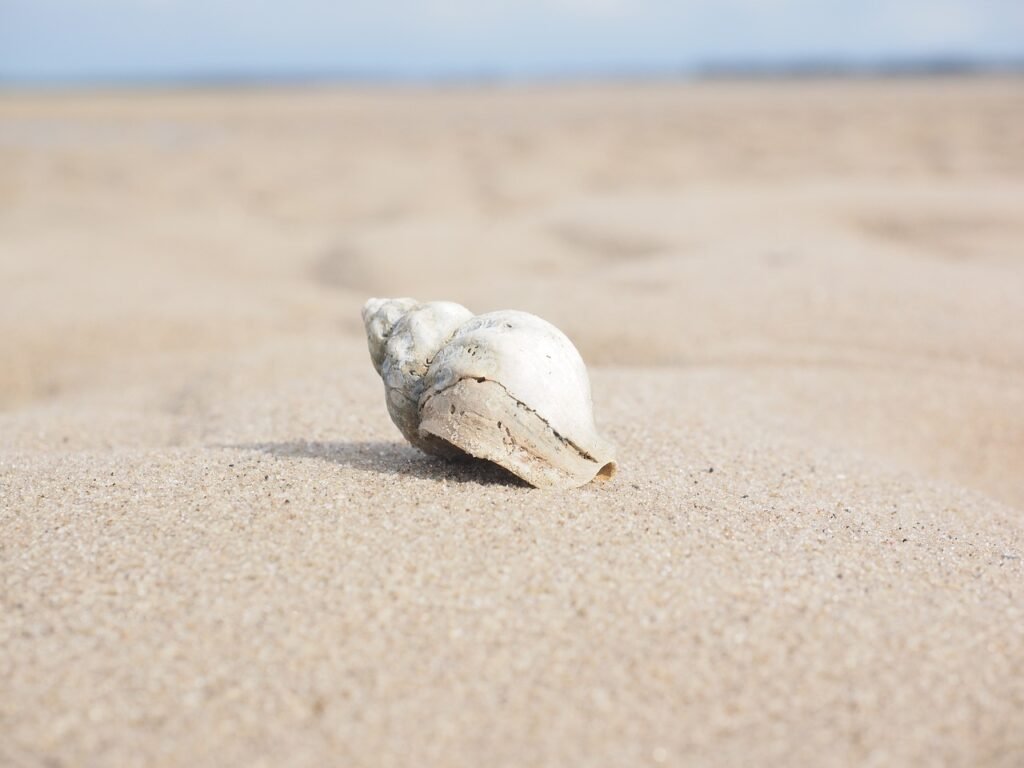 shell puns