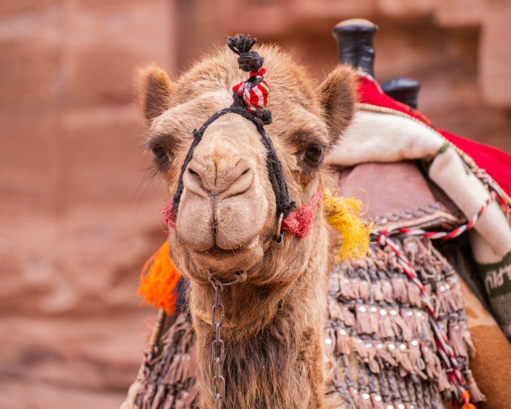 camel jokes