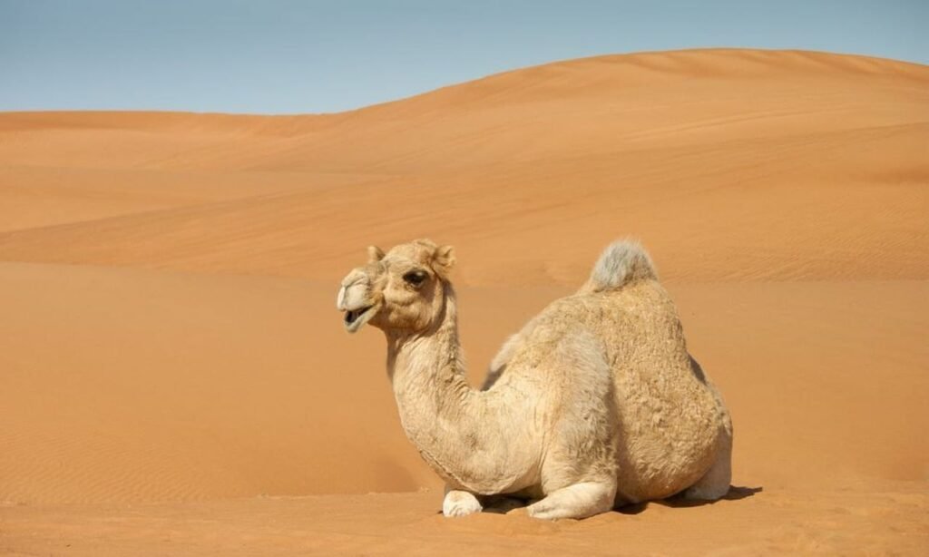 camel puns