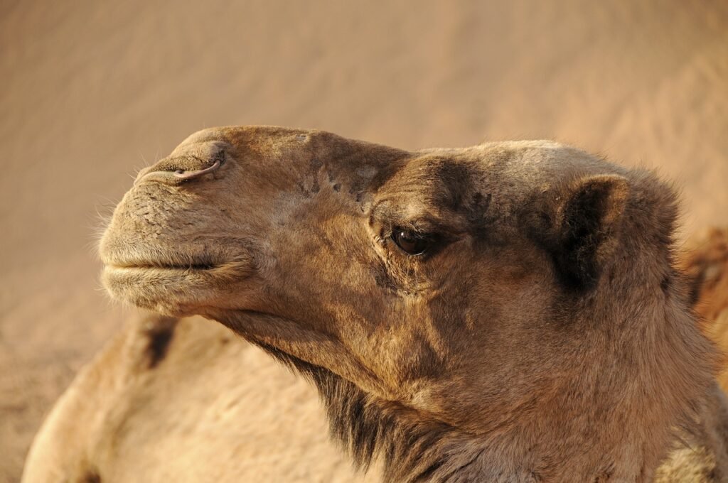 camel jokes