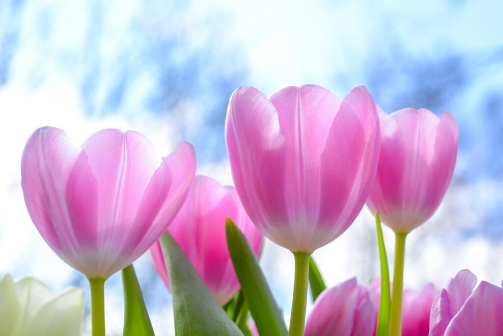 tulips jokes