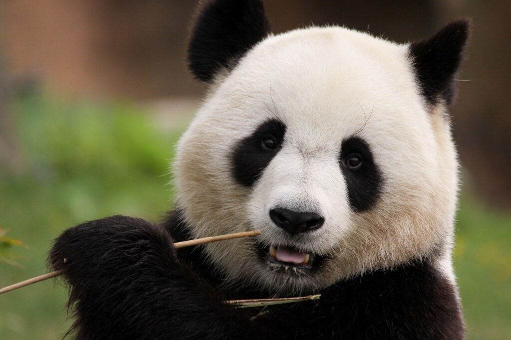 panda puns