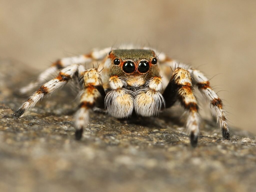 spider puns