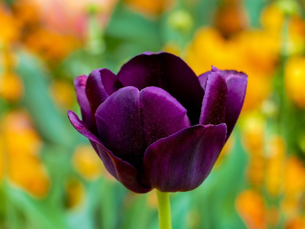 tulip pun