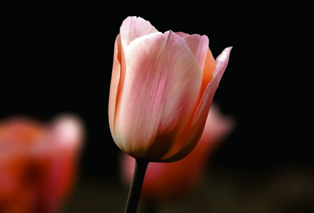 tulip joke