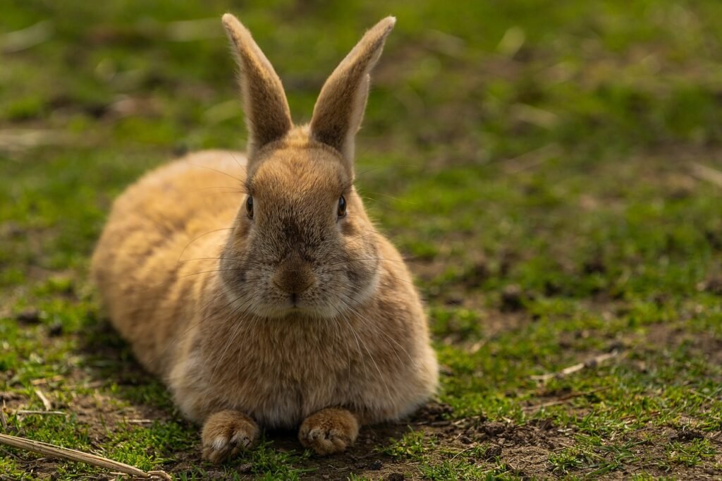 rabbit pun