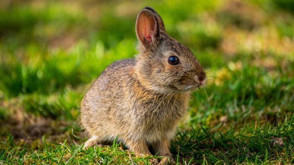 bunny pun