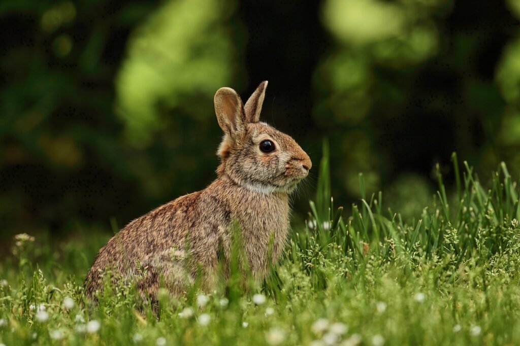 rabbit joke