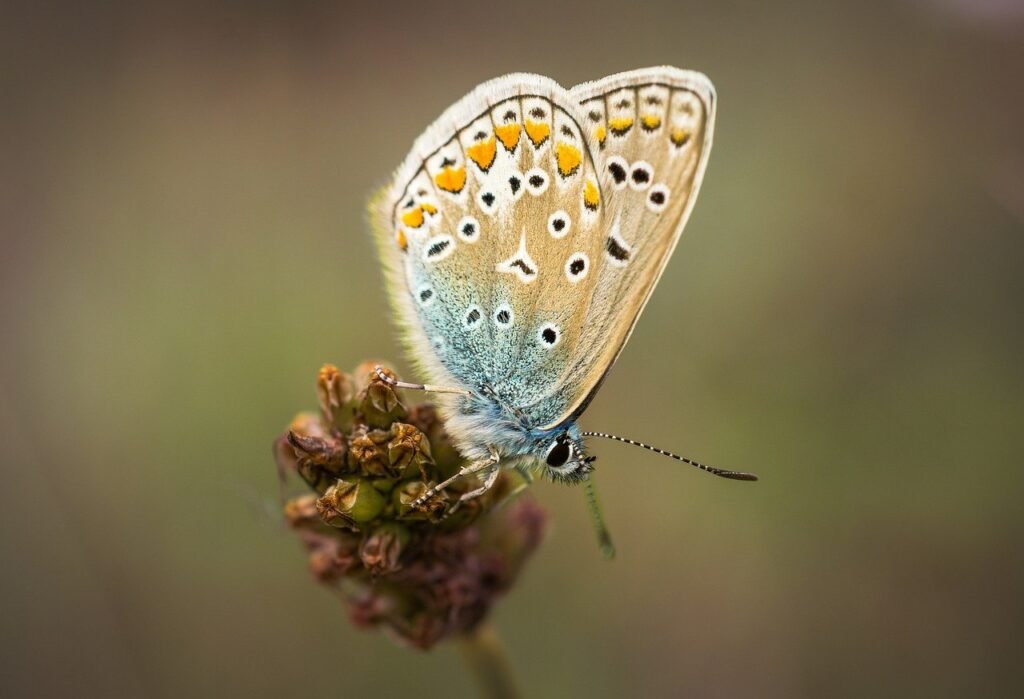 butterfly puns