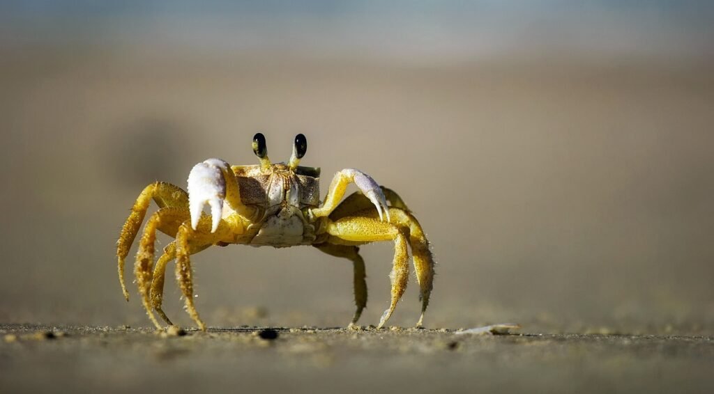 crab joke