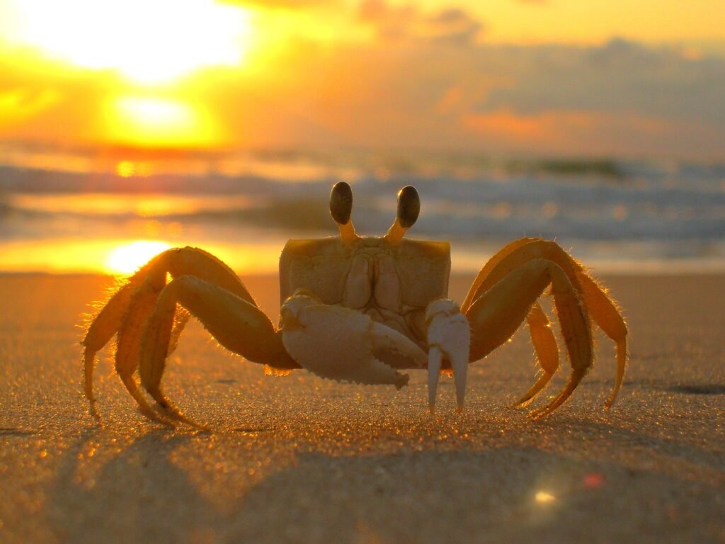 crab puns