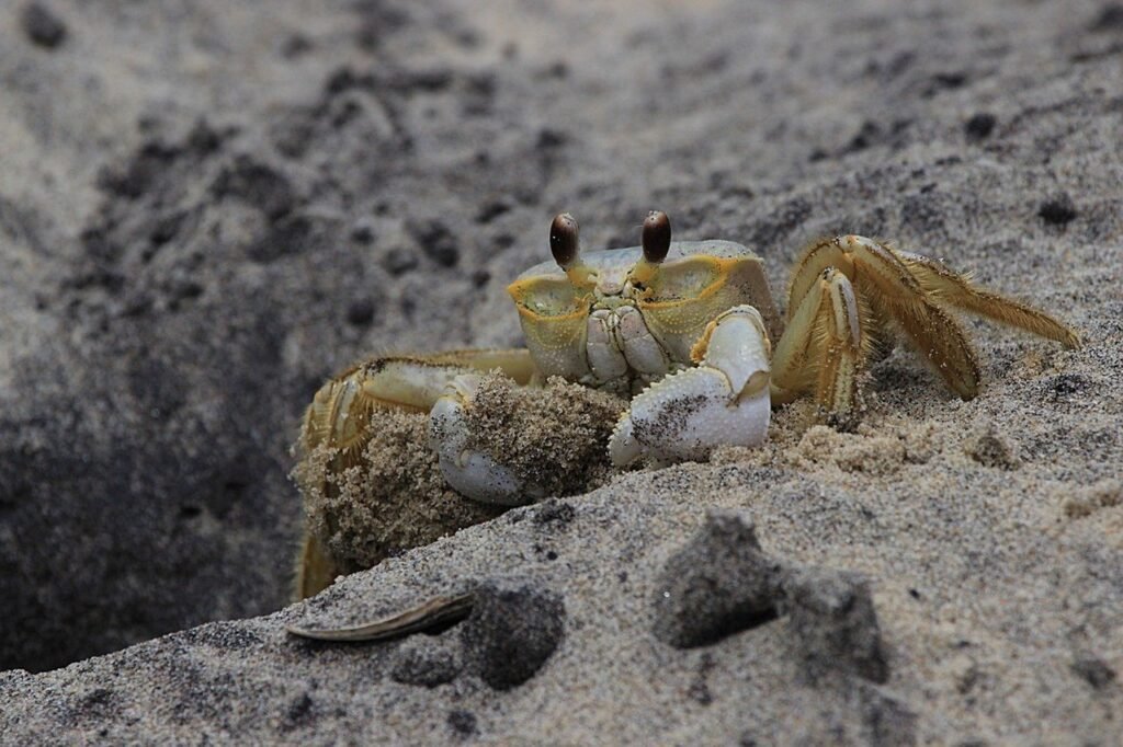 funny crab jokes