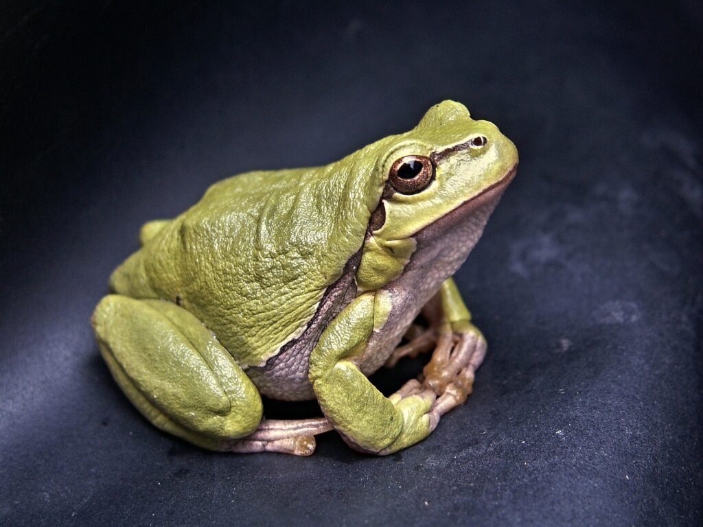 funny frog puns