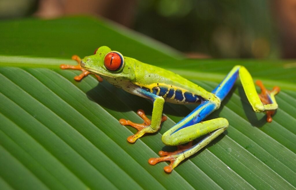 frog puns
