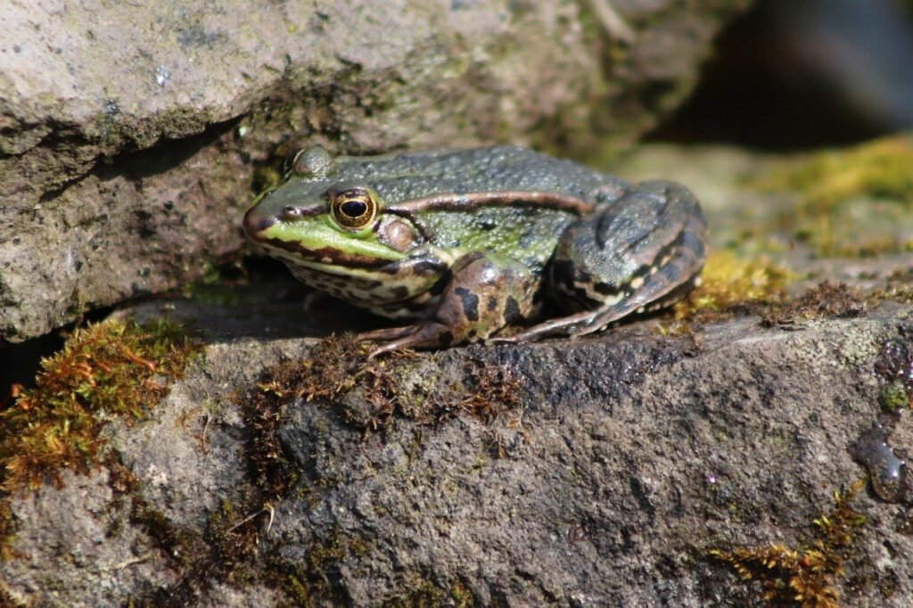 puns about frogs