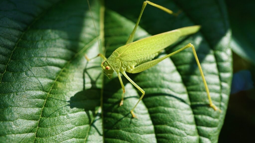 bug pun