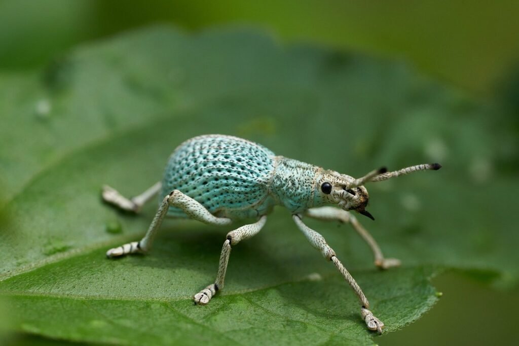 funny bugs