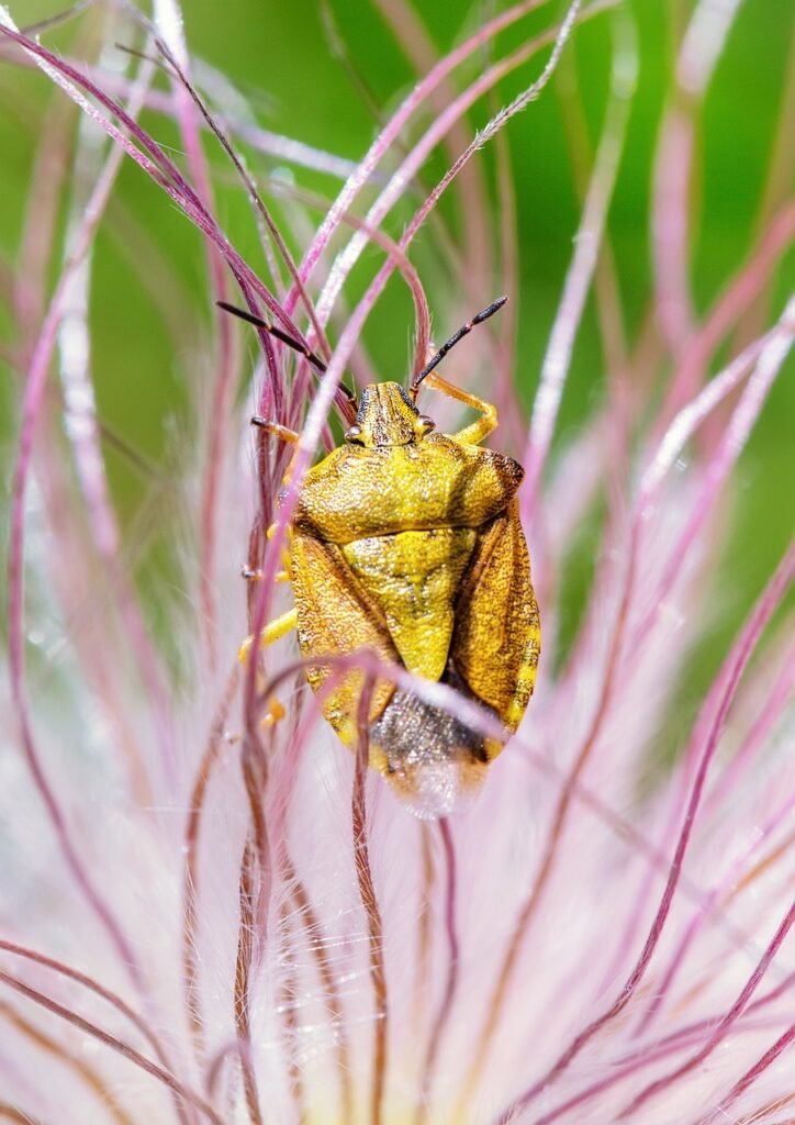 bug joke