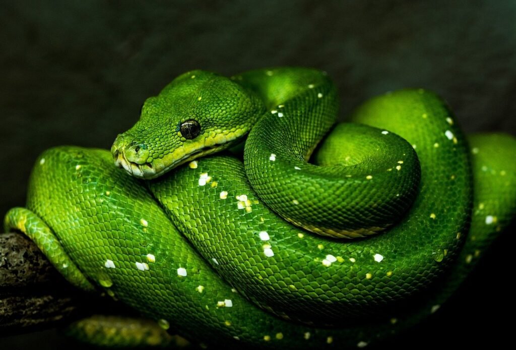 green jokes