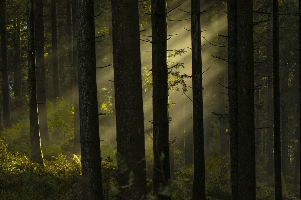forestry jokes