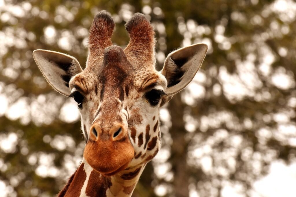 Giraffe Jokes