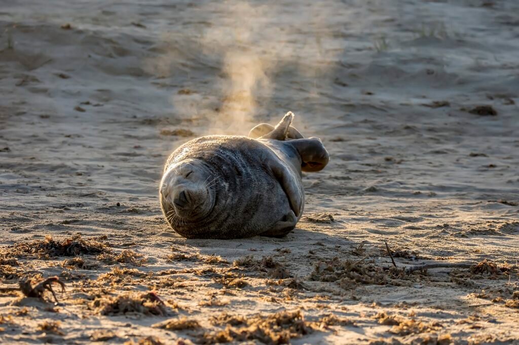 seal puns