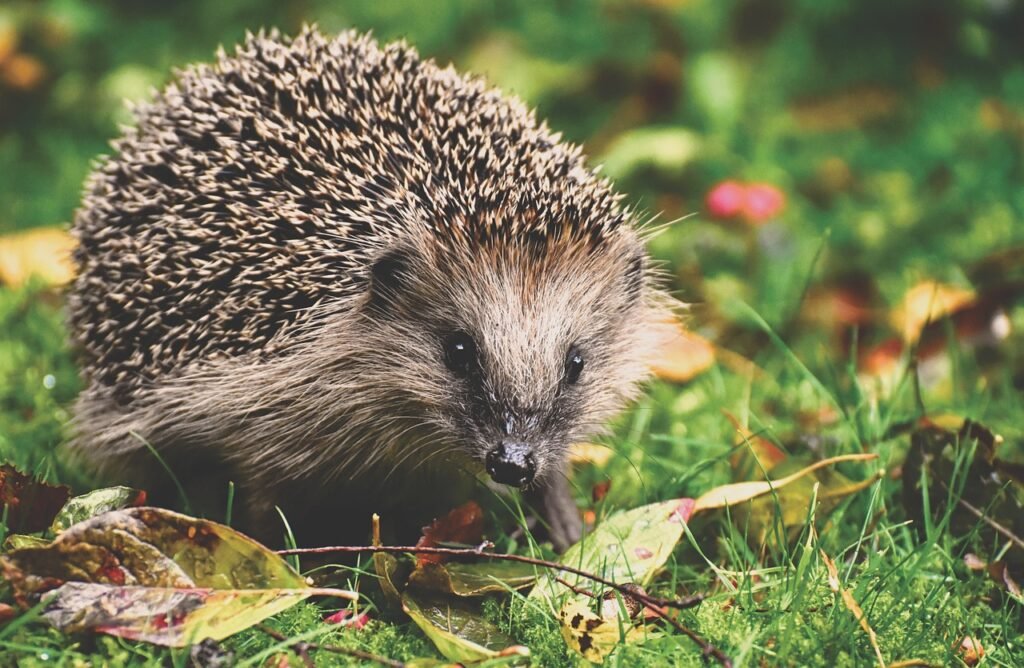 hedgehog jokes