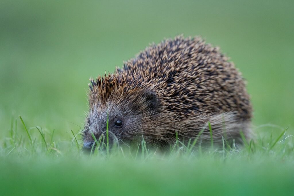 hedgehog jokes