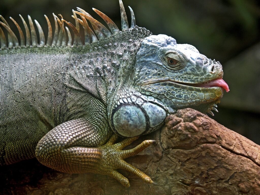 iguana puns