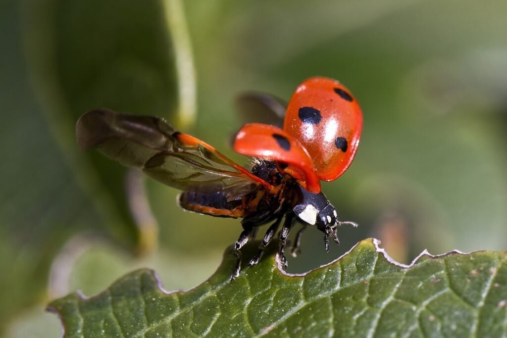 ladybug pun