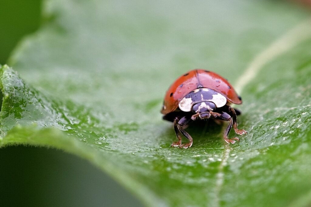 lady bug joke