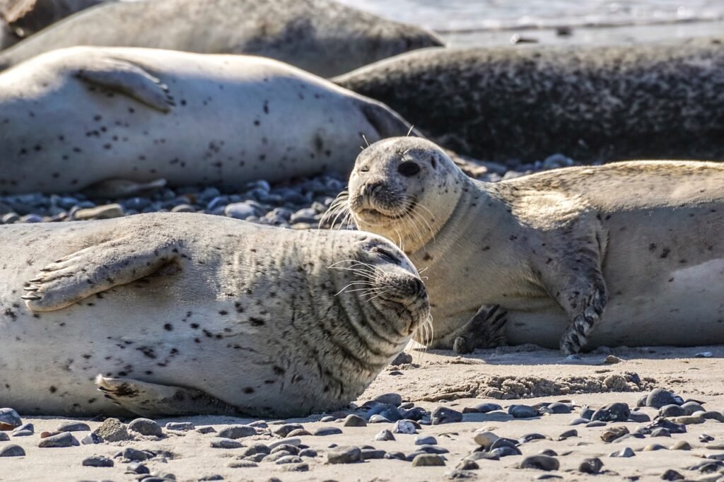 seal puns